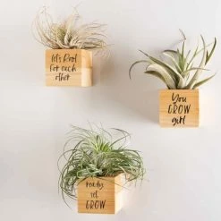 Best Sale 🔔 Primitives By Kathy Planter Magnet Set 💯